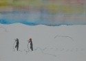 Penguins In The Snow